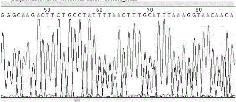 Diagnosis kit and method for detecting human c-kit gene exon 9 mutation