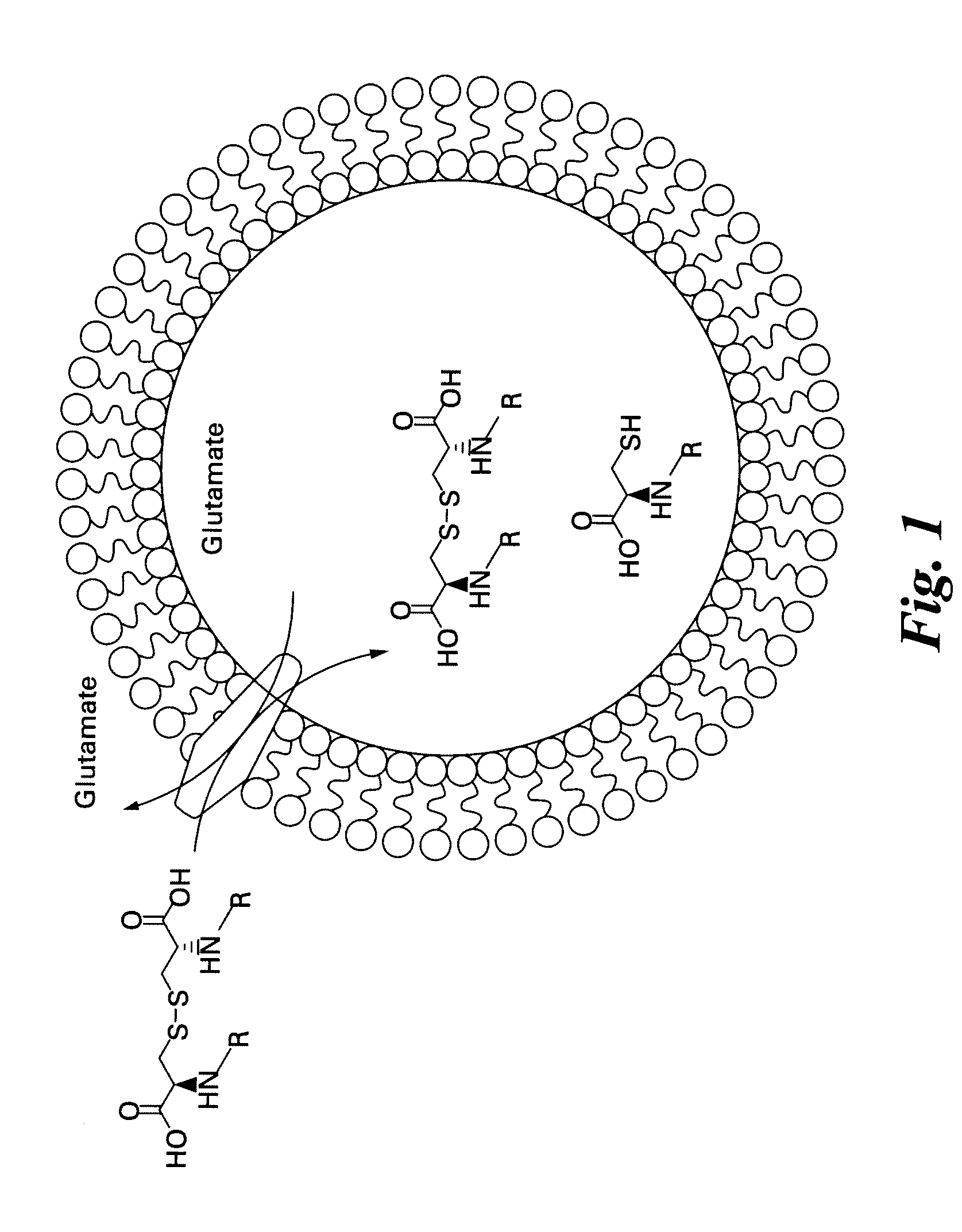Labeled molecular imaging agents, methods of making and methods of use