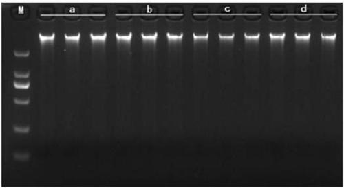 Kit for extracting fecal microbial genome by magnetic bead method and extraction method thereof