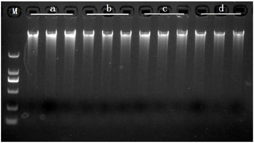 Kit for extracting fecal microbial genome by magnetic bead method and extraction method thereof