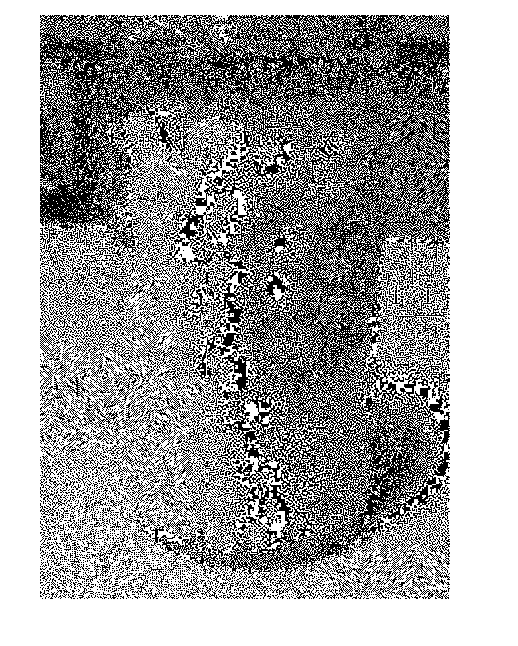 Method for preparing round emulsion beads using low temperature cooling and the product thereof