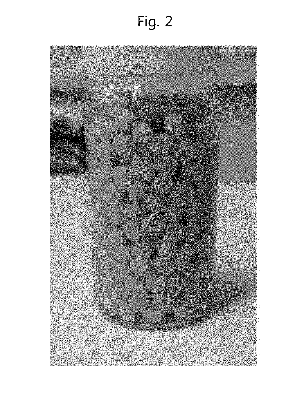 Method for preparing round emulsion beads using low temperature cooling and the product thereof