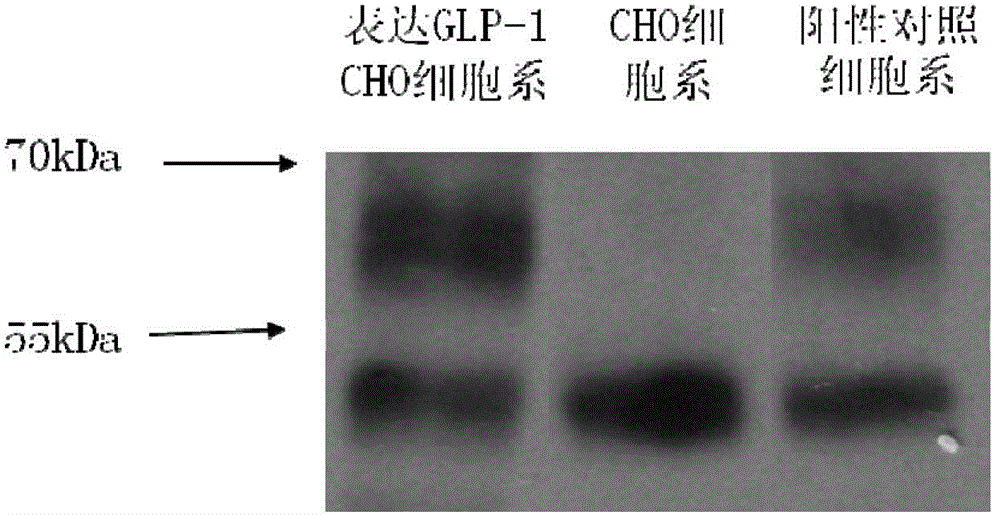 Reagent, method and kit for detection of biological activity of glucagon-like peptide-1 (GLP-1)