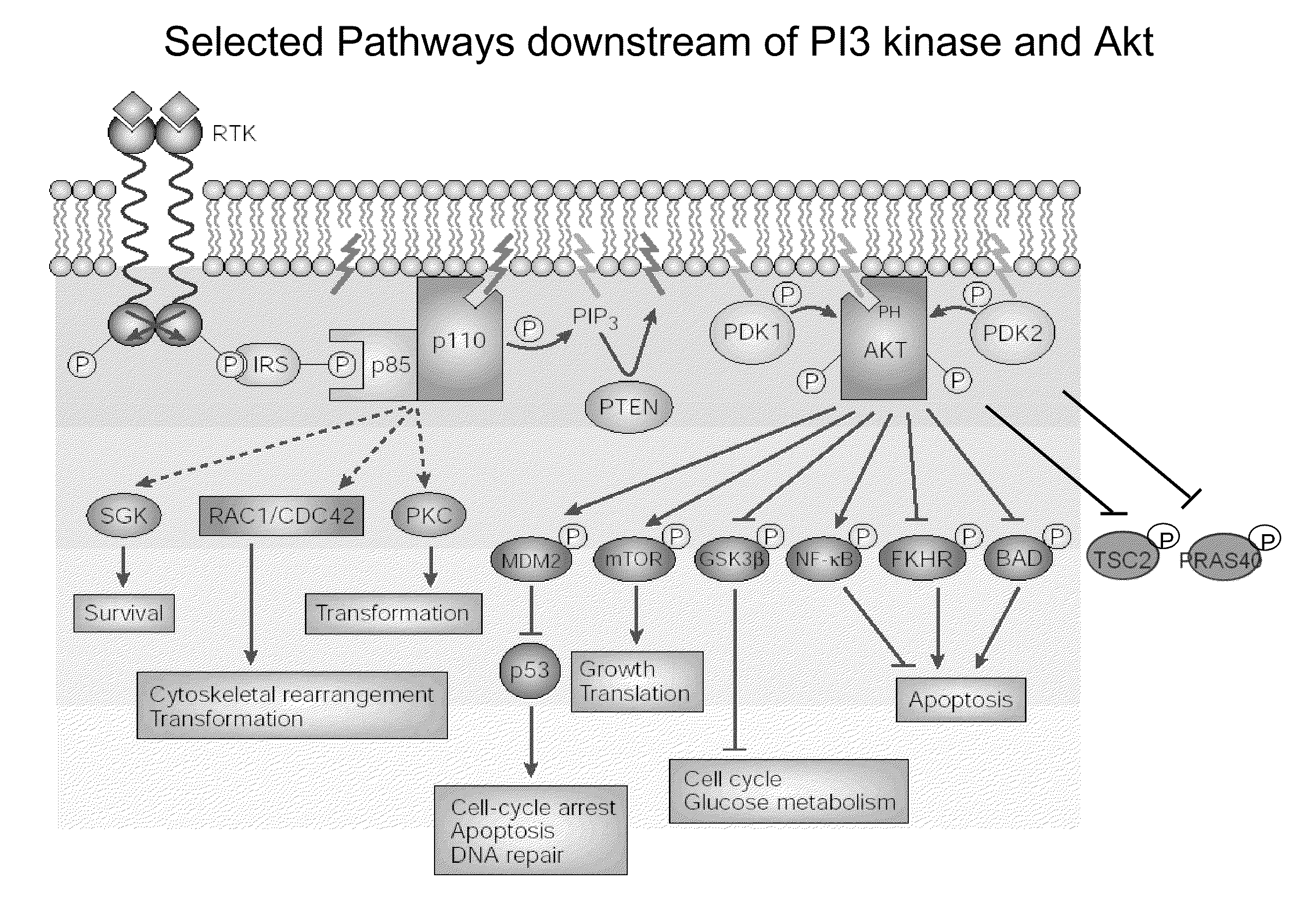 Multiple mechanisms for modulation of the pi3 kinase pathway