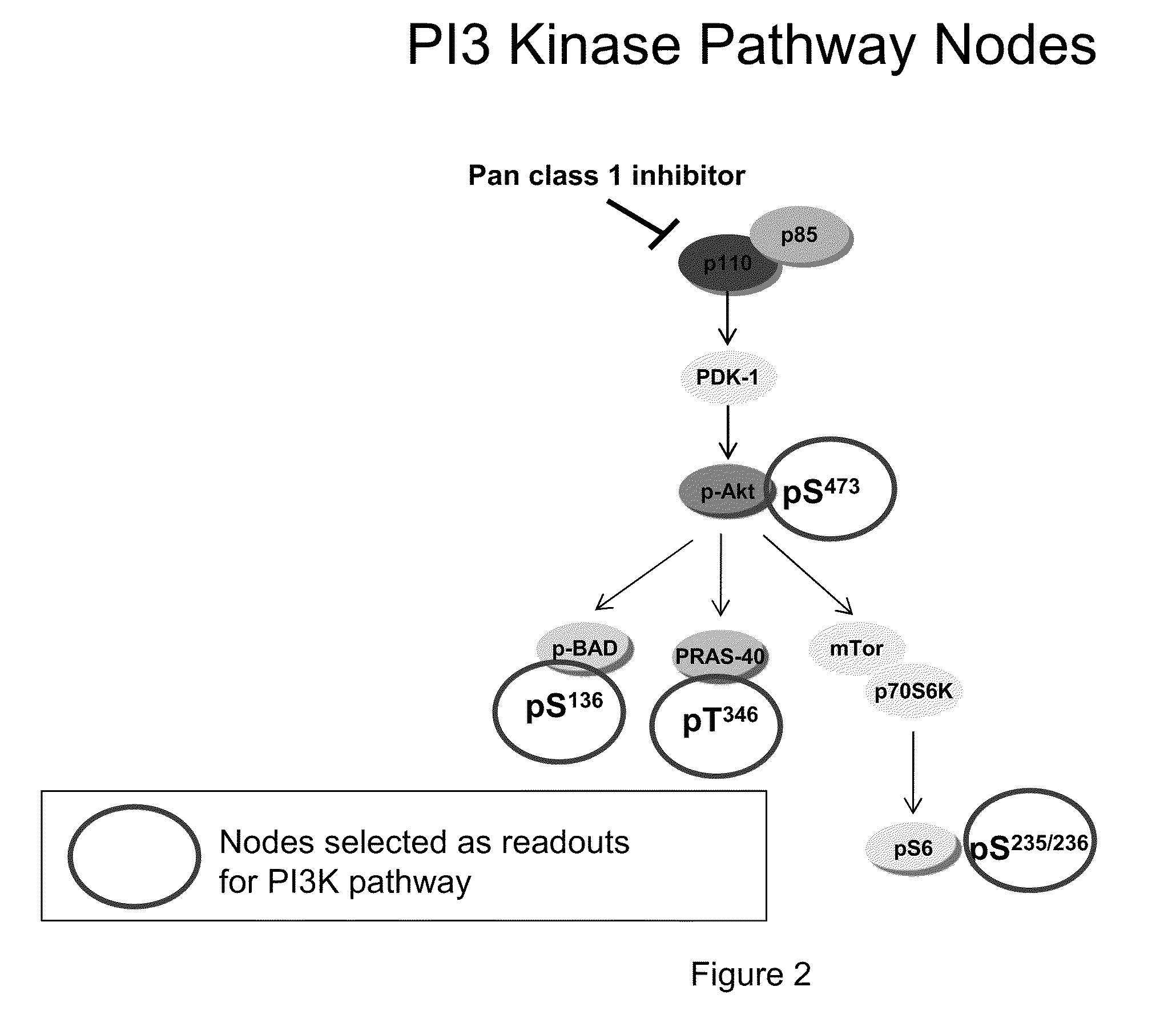 Multiple mechanisms for modulation of the pi3 kinase pathway