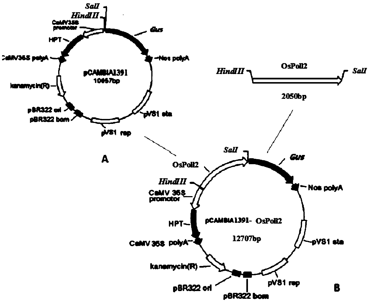 A rice pollen-specific expression promoter ospoll2 and its application