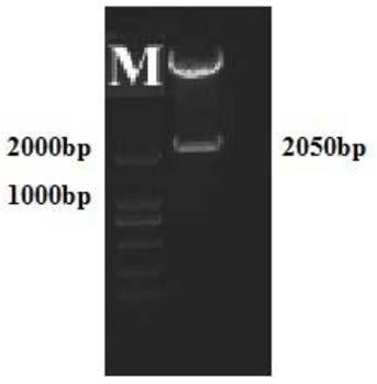 A rice pollen-specific expression promoter ospoll2 and its application