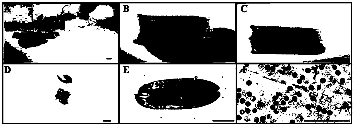 A rice pollen-specific expression promoter ospoll2 and its application