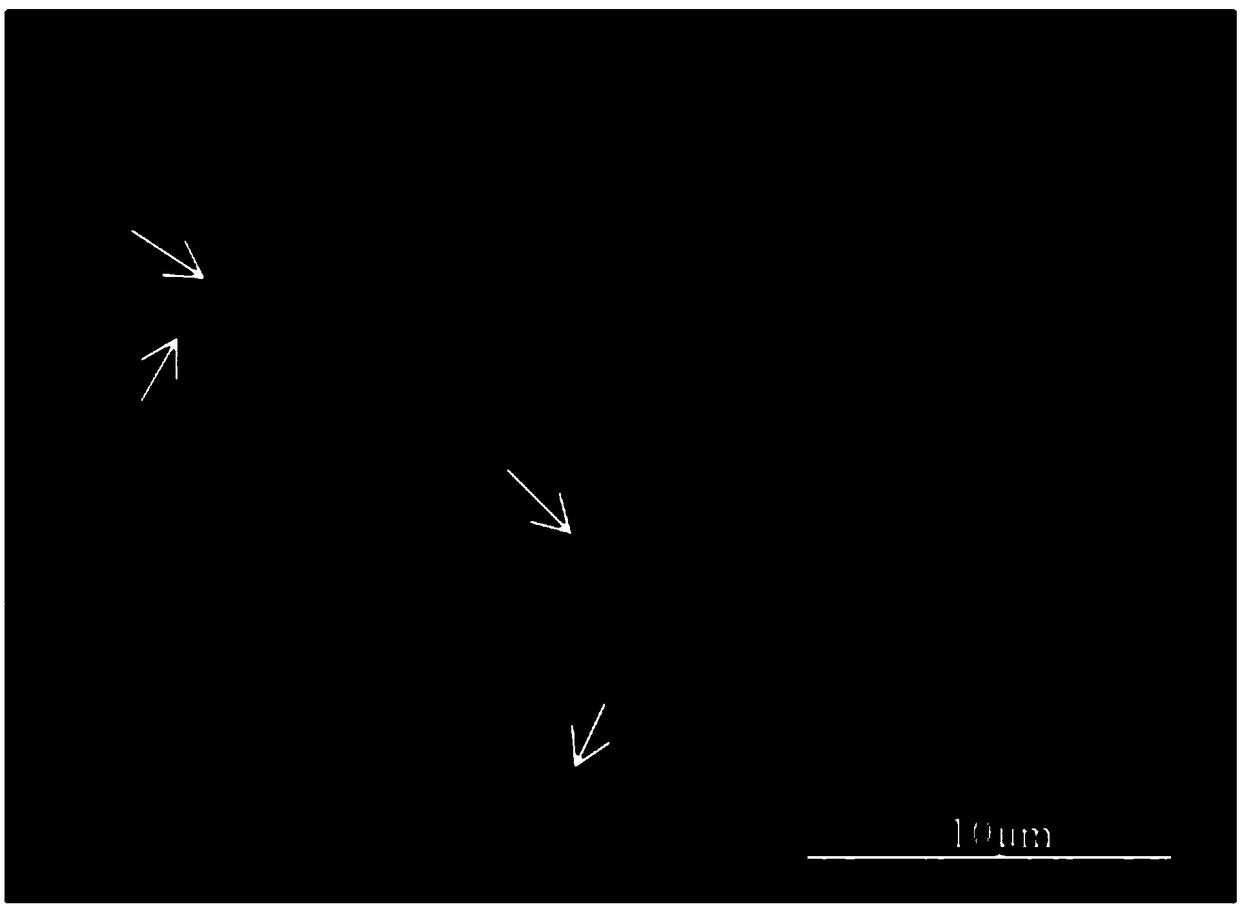 Separation of satellite DNA pBv sequence of centromere of halogeton glomeratus and application thereof