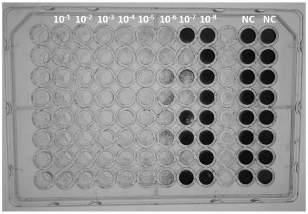 Method for determining titer of reovirus type 3 through tissue half infection method staining