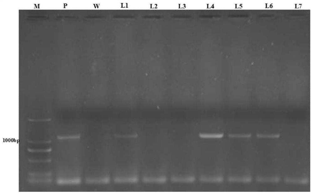 Protein related to Perilla frutescens L. terpene substance biosynthesis, encoding gene of protein, and application