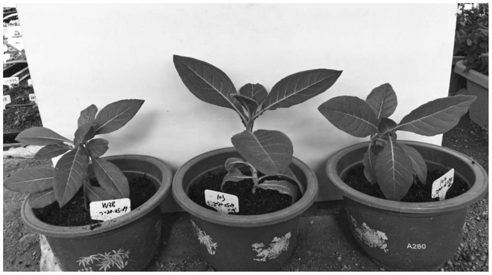 Protein related to Perilla frutescens L. terpene substance biosynthesis, encoding gene of protein, and application