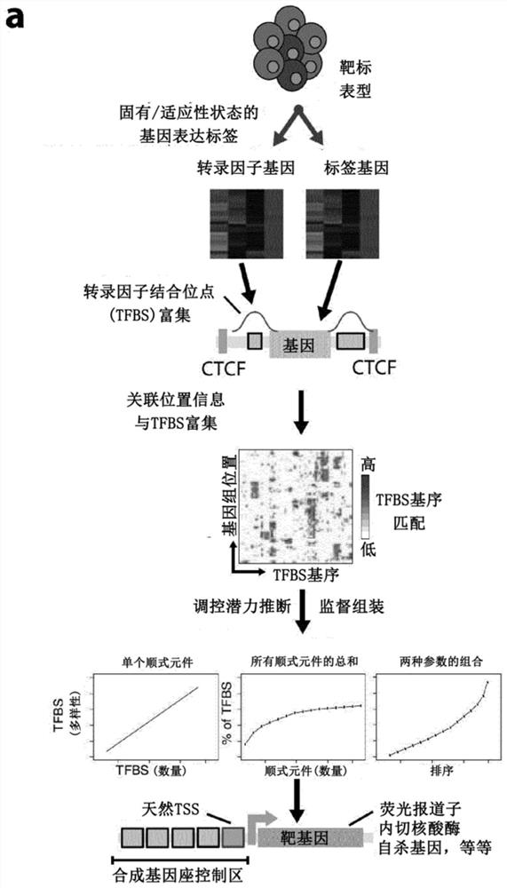 A method for engineering synthetic cis-regulatory DNA