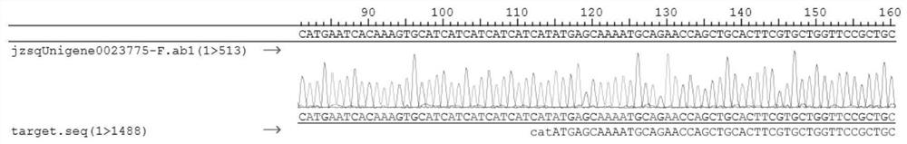 Oleanolic acid glucuronyl transferase as well as encoding gene and application thereof