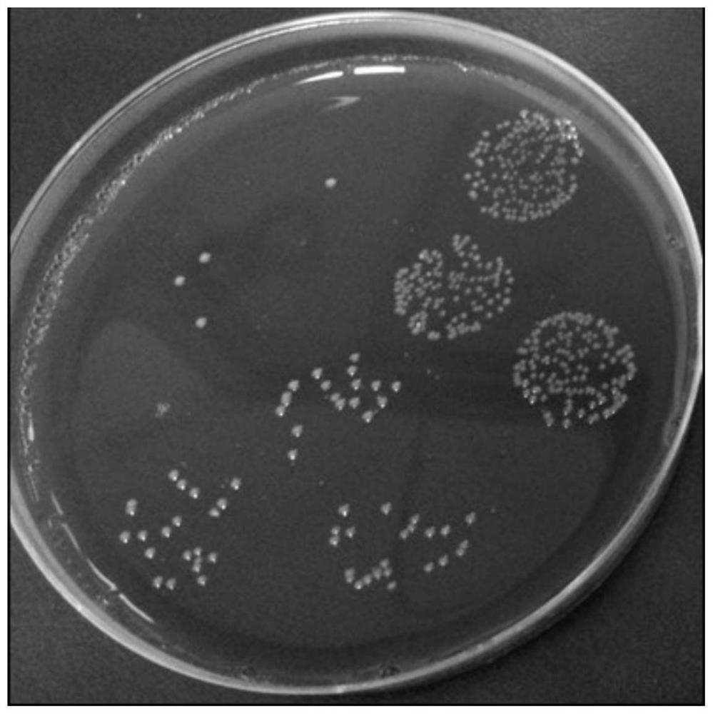 Application of combined medication of bacteroides fragilis and PD-1 and PD-L1 antibodies in treatment of respiratory system tumors