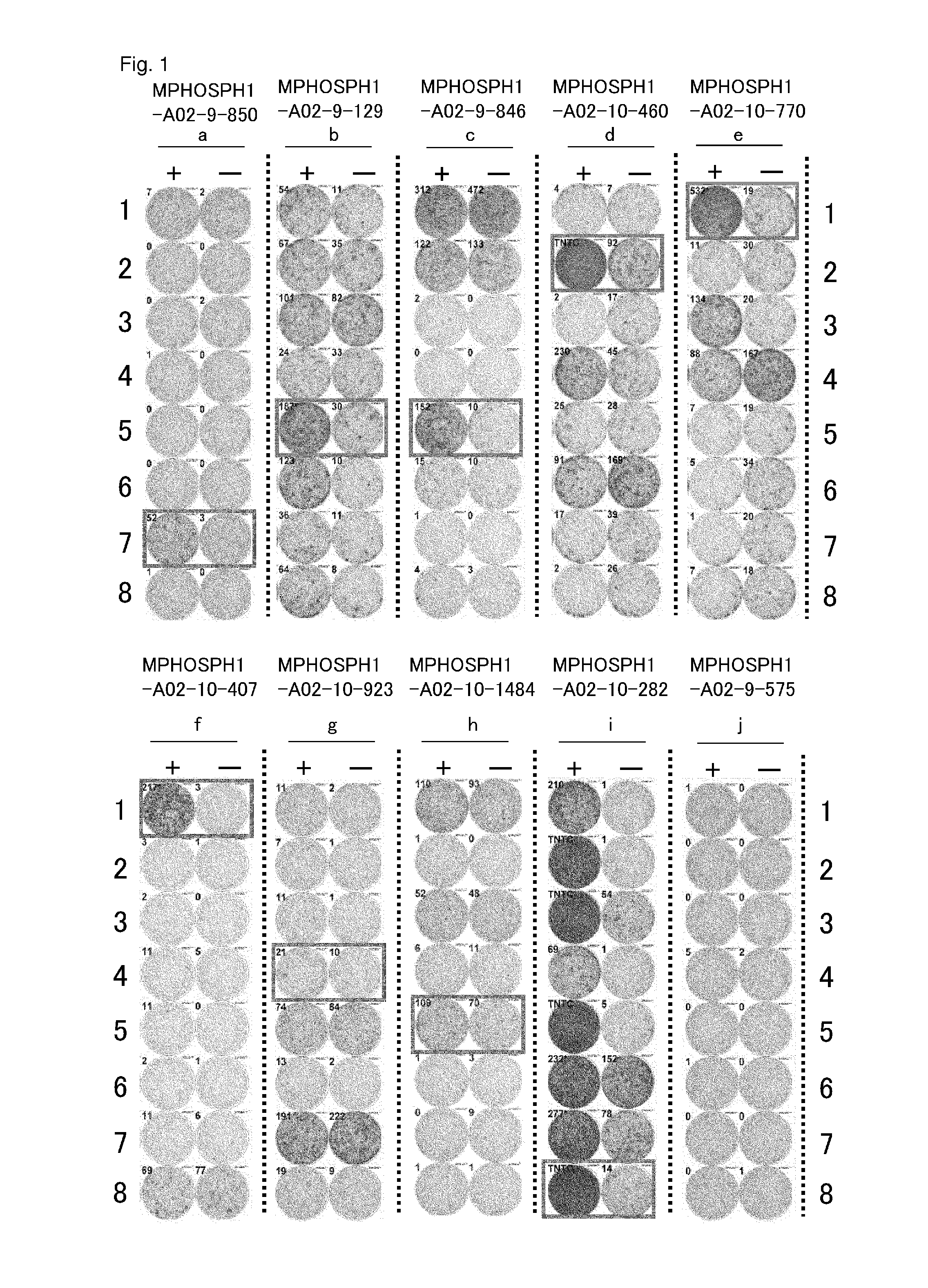 MPHOSPH1 peptides and vaccines including the same