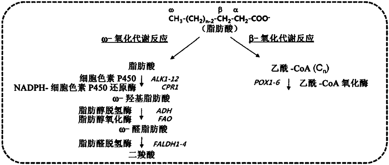 Method for producing heavy chain aminocarboxylic acid