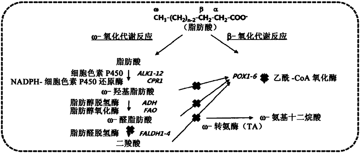 Method for producing heavy chain aminocarboxylic acid