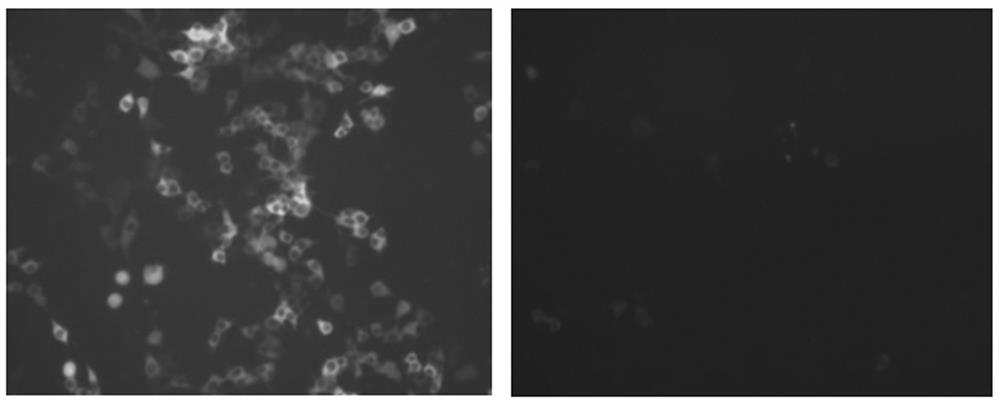 Preparation method of cell line with high homologous recombination rate