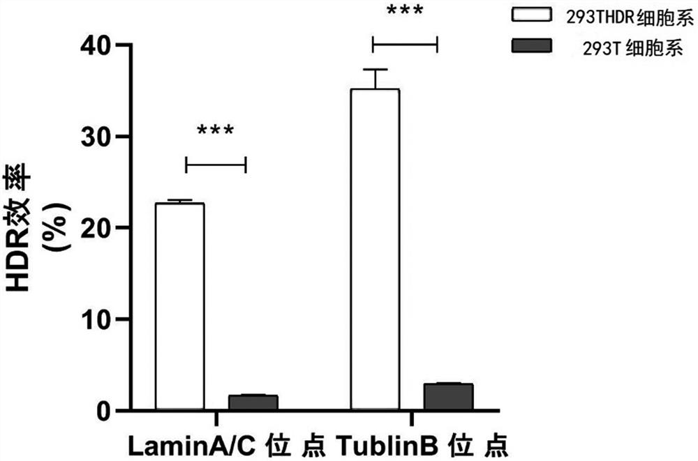 Preparation method of cell line with high homologous recombination rate