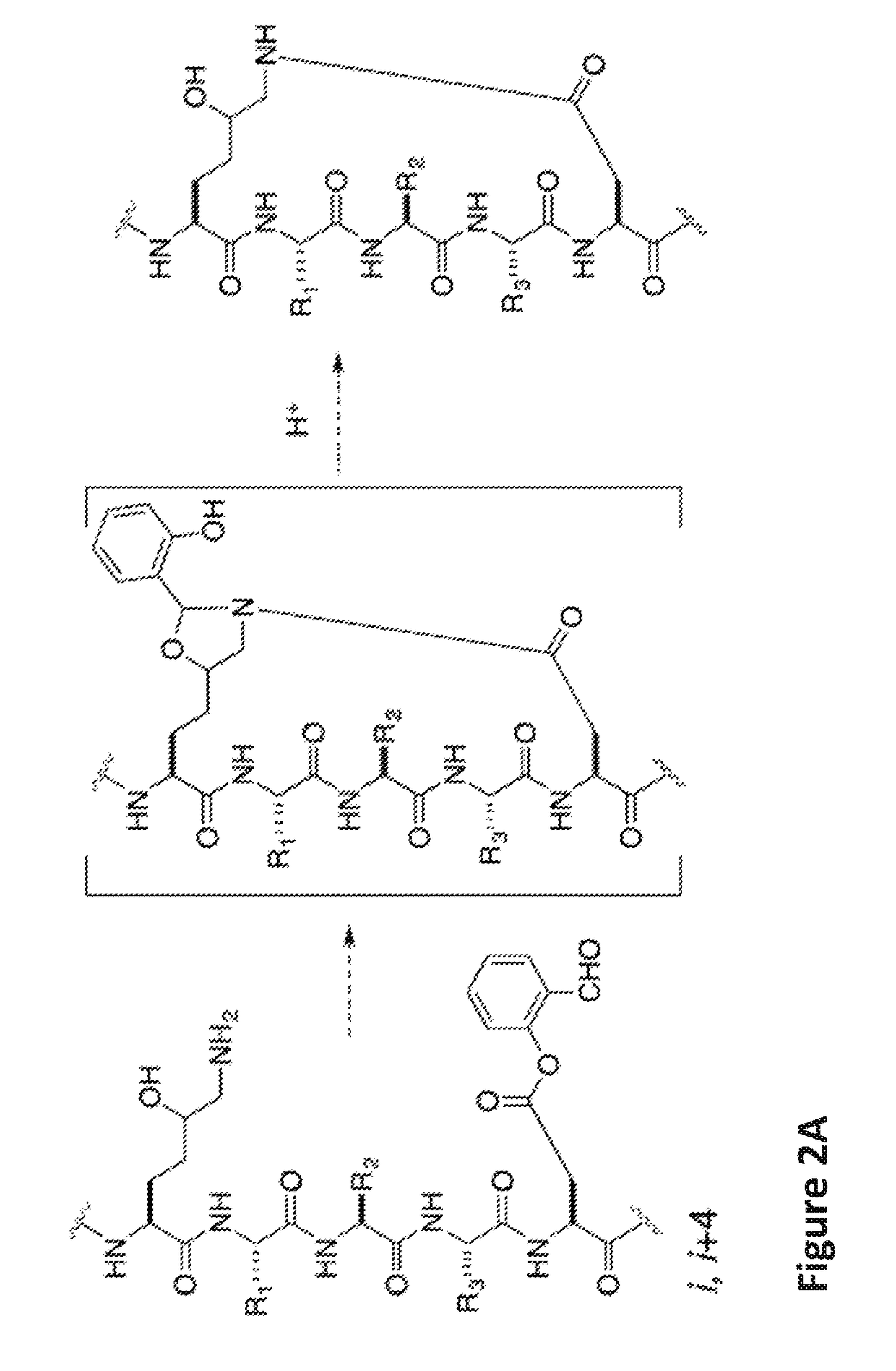 Stapled helical peptides and methods of synthesis