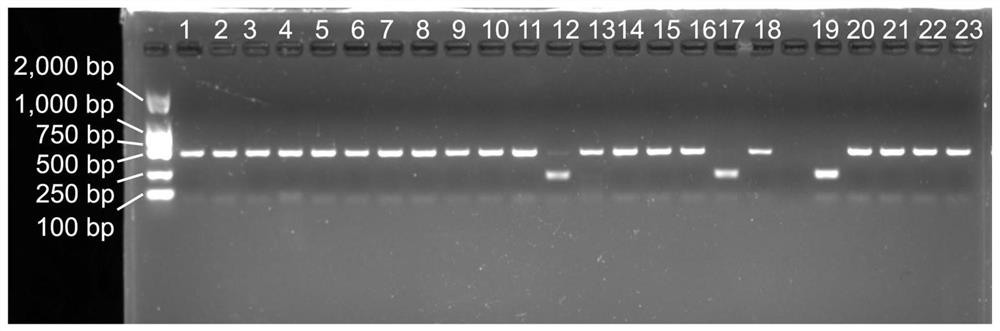 SNP-based caps molecular markers for identification of single seeds of Palmer amaranthus, Amaranth amaranthus and Amaranthus sativus and its application