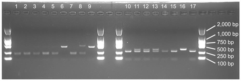 SNP-based caps molecular markers for identification of single seeds of Palmer amaranthus, Amaranth amaranthus and Amaranthus sativus and its application