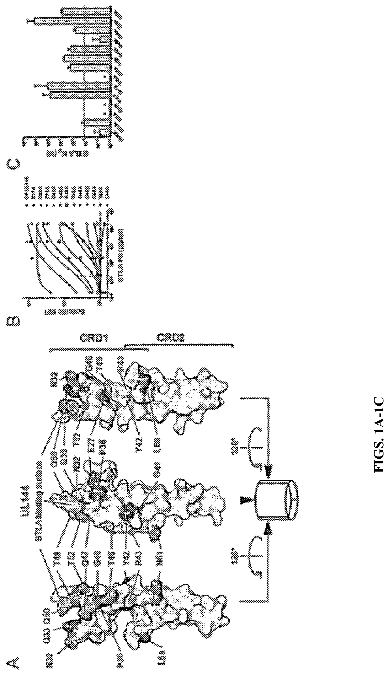 BTLA fusion protein agonists and uses thereof