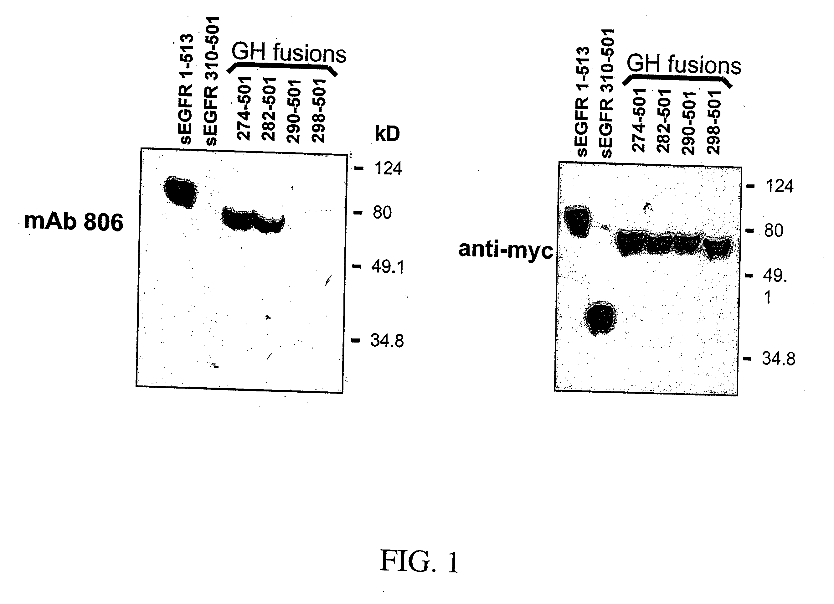 EGF receptor epitope peptides and uses thereof