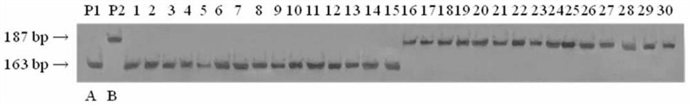 Molecular marker linked with rice cold-tolerant gene qSF12 and application of molecular marker