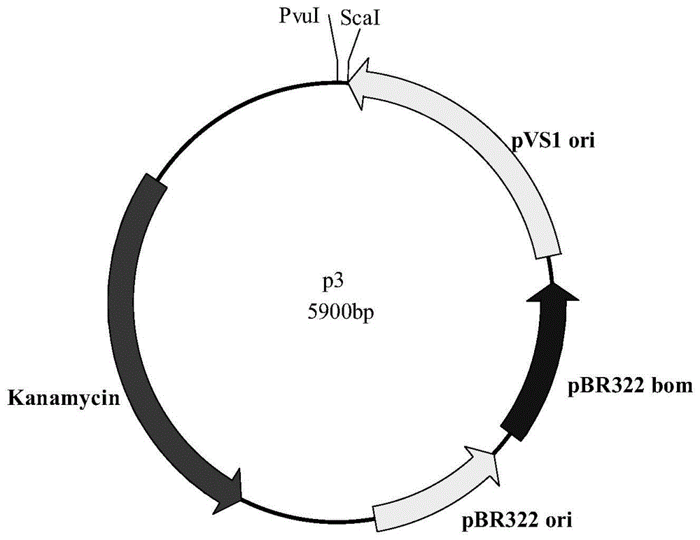 Plant expression vector containing glyphosate resistant gene and application thereof