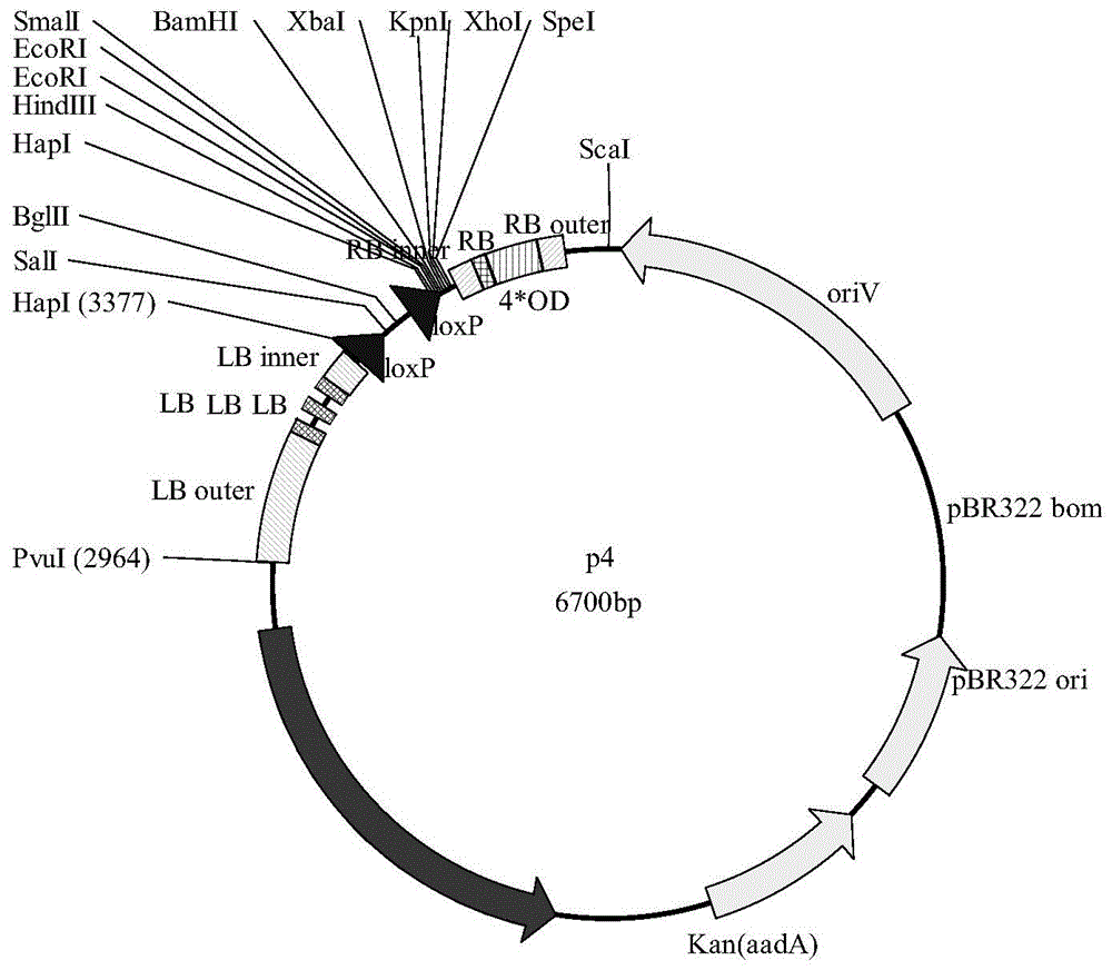 Plant expression vector containing glyphosate resistant gene and application thereof