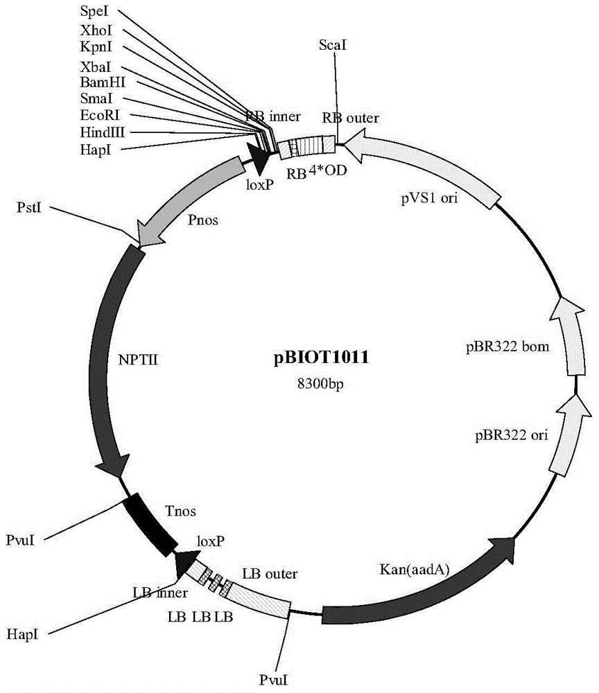 Plant expression vector containing glyphosate resistant gene and application thereof