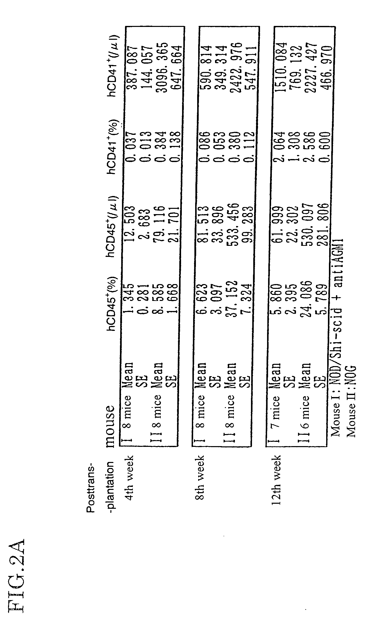 Method of producing a mouse suitable for the engraftment, differentiation and proliferation of heterologous cells, mouse produced by this method and use of the mouse