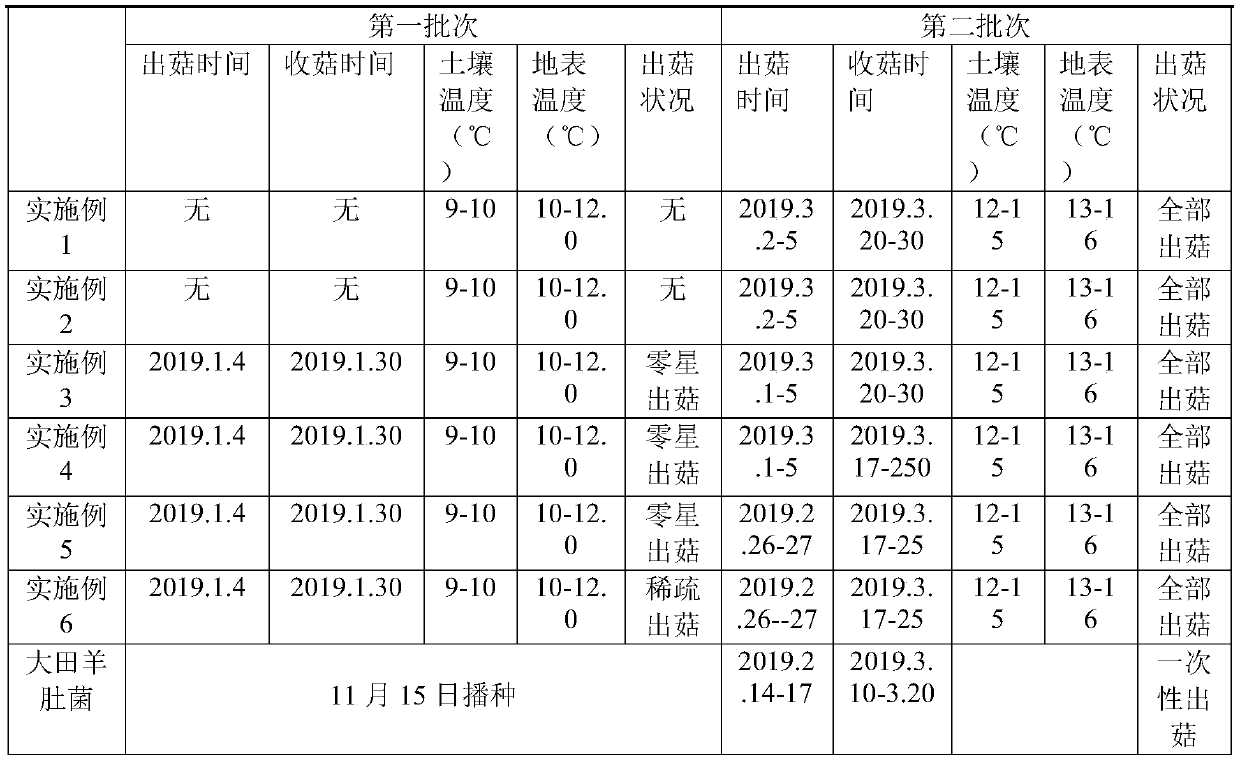 High-efficiency high-yield planting method of interplanting of healthcare dendrocalamus latiflorus forest and morchella