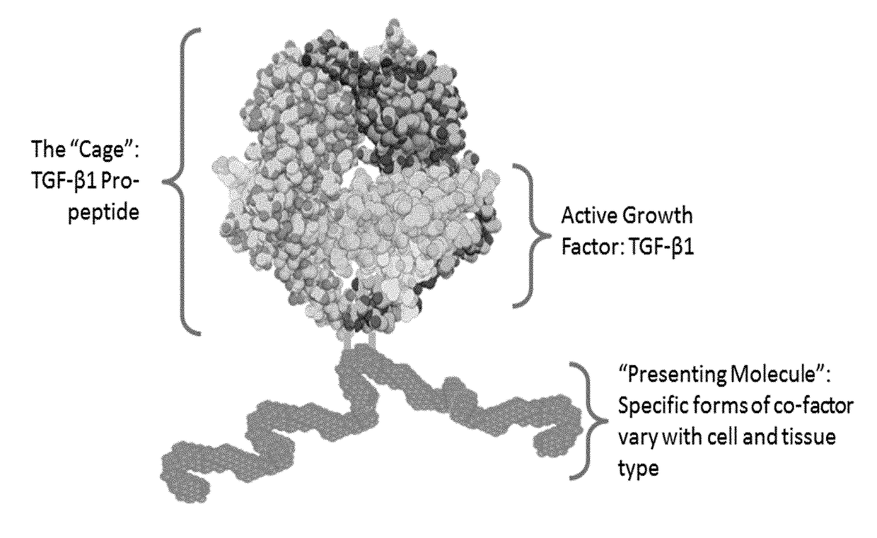 Isoform-specific, context-permissive tgfb1 inhibitors and use thereof