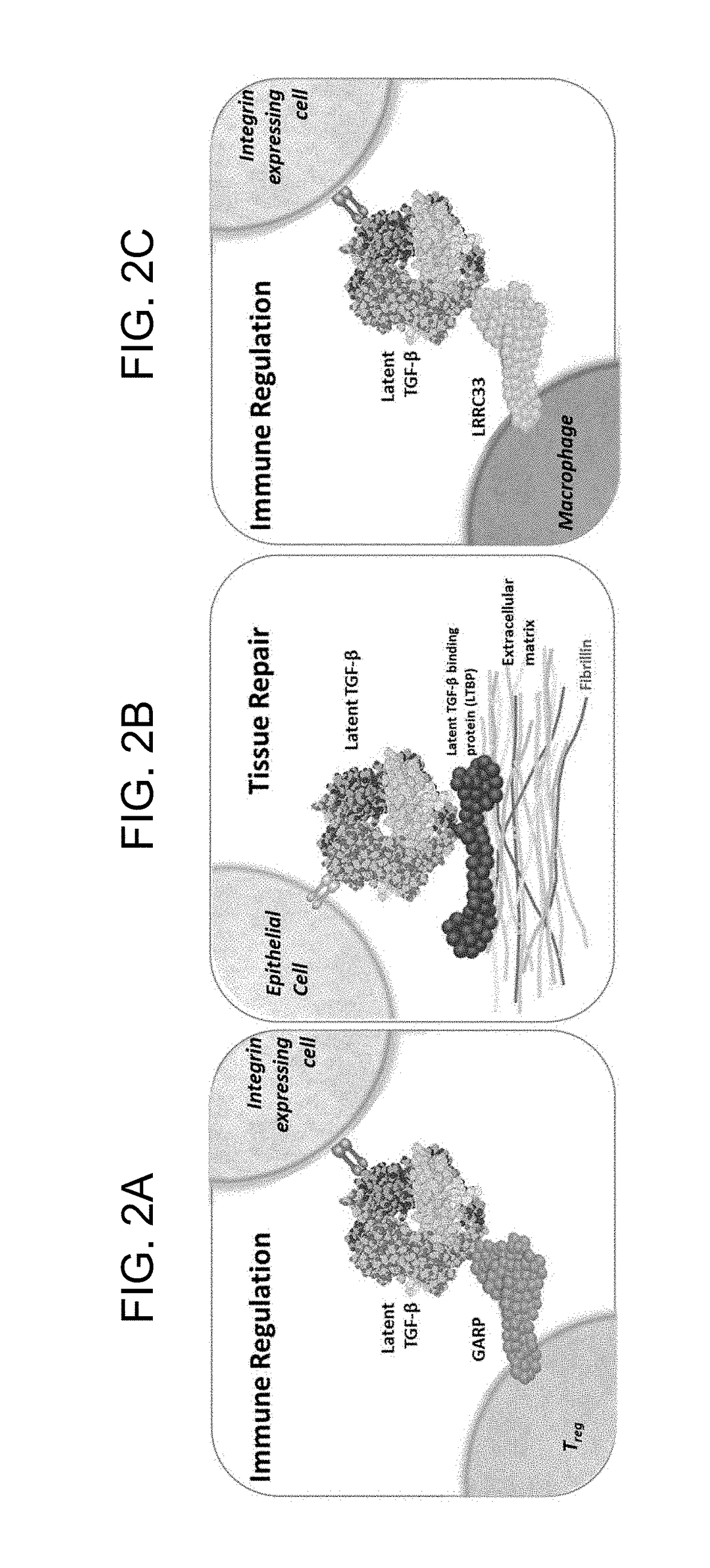 Isoform-specific, context-permissive tgfb1 inhibitors and use thereof