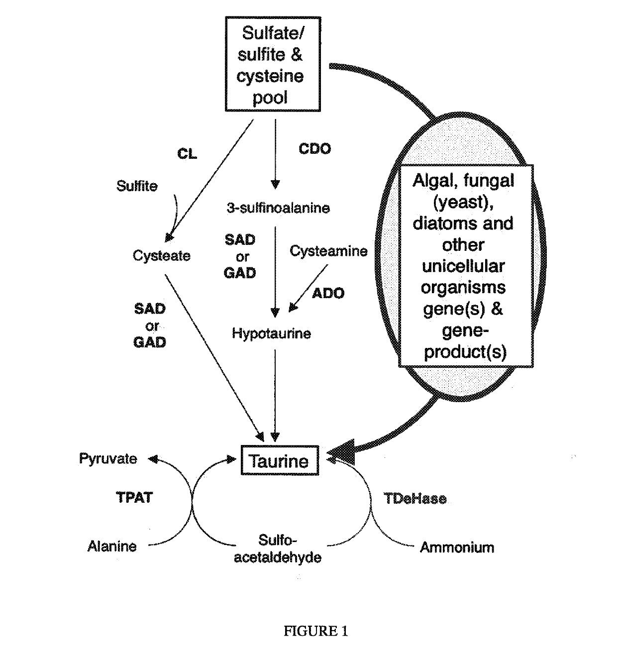 Algal and fungal genes and their uses for taurine biosynthesis in cells
