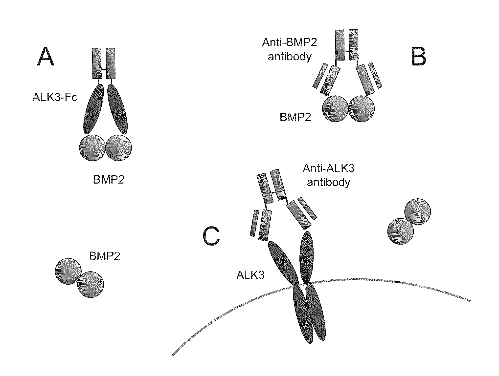 Bmp-alk3 antagonists and uses for promoting bone growth