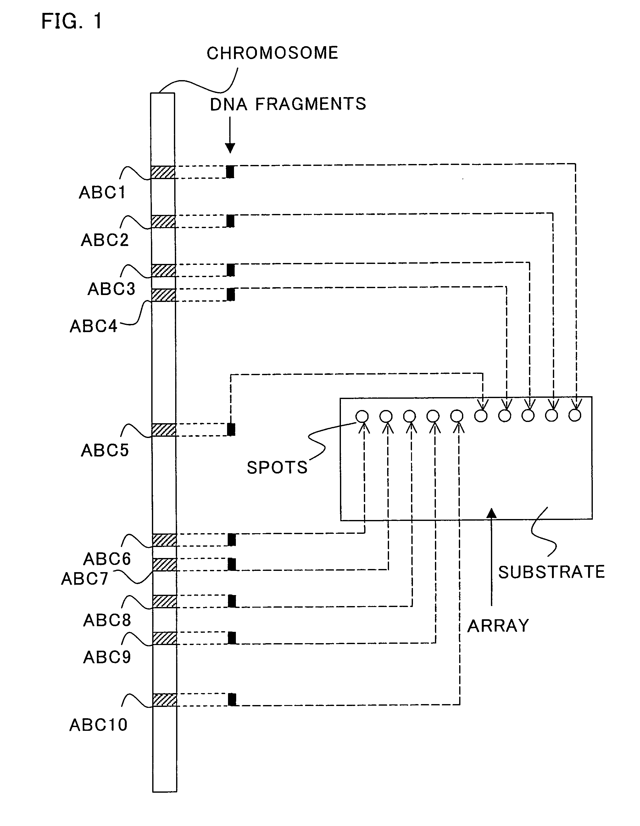 Array having substances fixed on support arranged with chromosomal order or sequence position information added thereto, process for producing the same, analytical system using the array and use of these