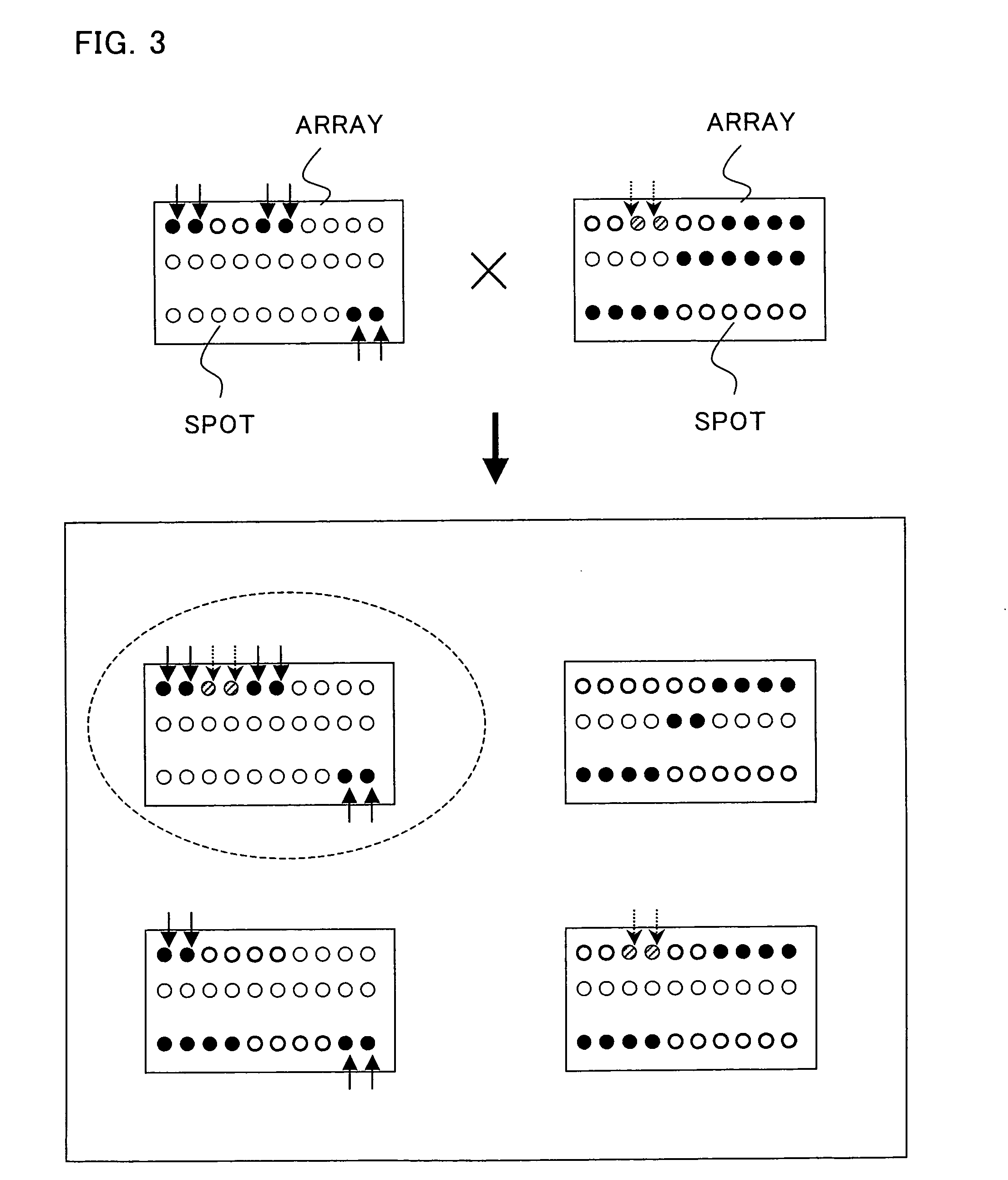 Array having substances fixed on support arranged with chromosomal order or sequence position information added thereto, process for producing the same, analytical system using the array and use of these