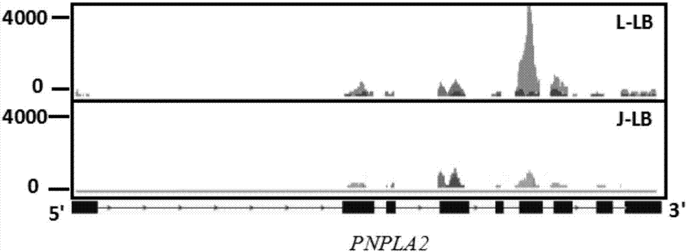 Identification method of pig fat deposition related PNPLA2 mRNA m6A methylation single locus and function application