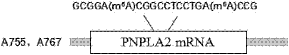 Identification method of pig fat deposition related PNPLA2 mRNA m6A methylation single locus and function application