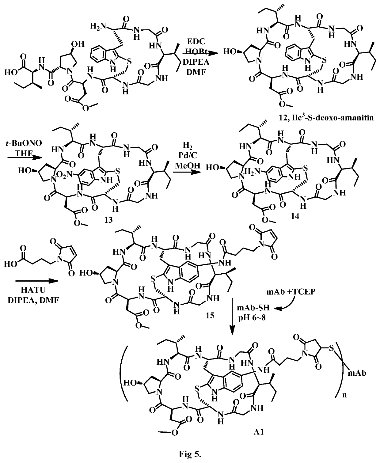 Derivatives of amanita toxins and their conjugation to a cell binding molecule