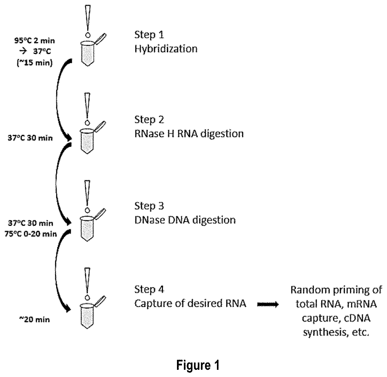 Nuclease-based RNA depletion