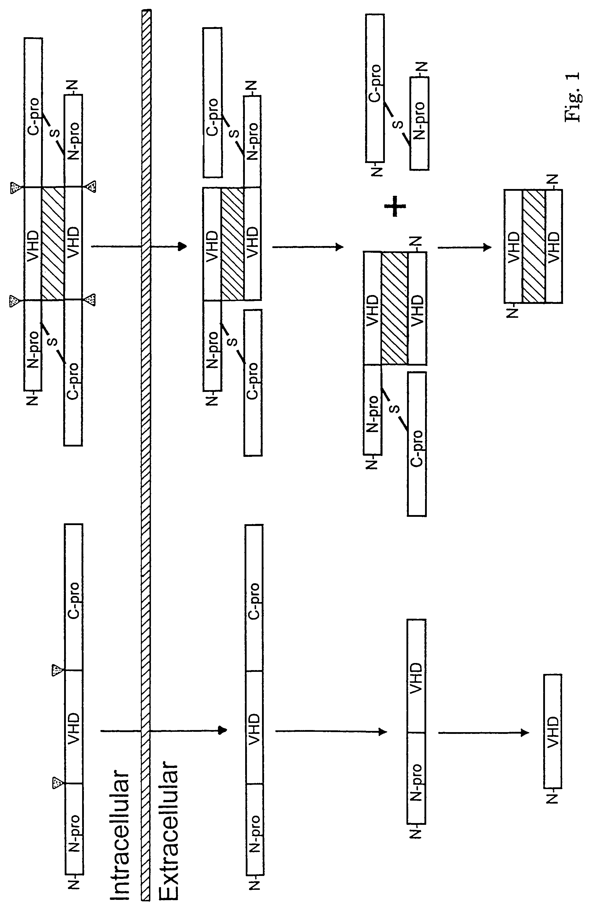 Methods for treating neoplastic disease characterized by vascular endothelial growth factor D expression, for screening for neoplastic disease or metastatic risk, and for maintaining vascularization of tissue