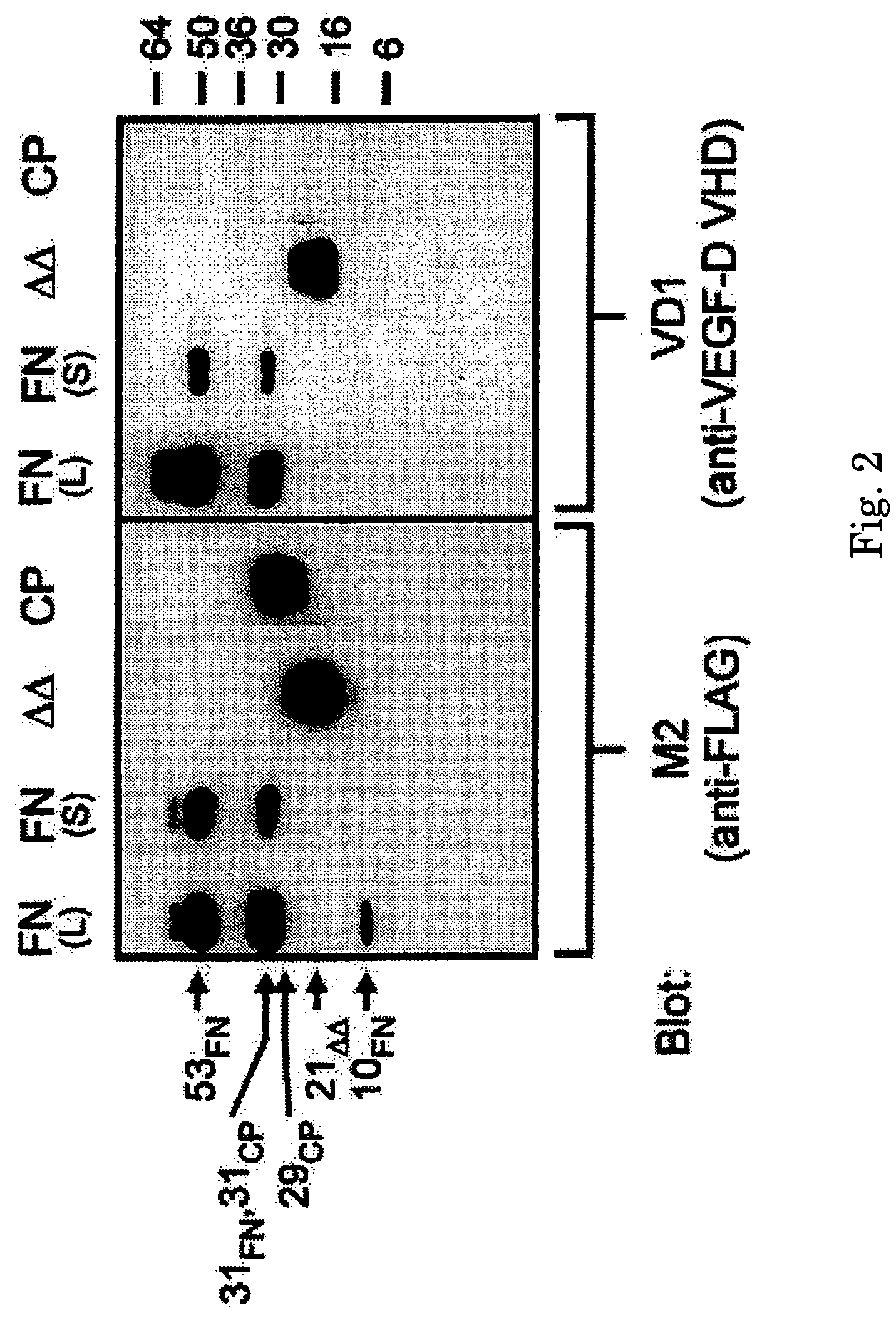 Methods for treating neoplastic disease characterized by vascular endothelial growth factor D expression, for screening for neoplastic disease or metastatic risk, and for maintaining vascularization of tissue