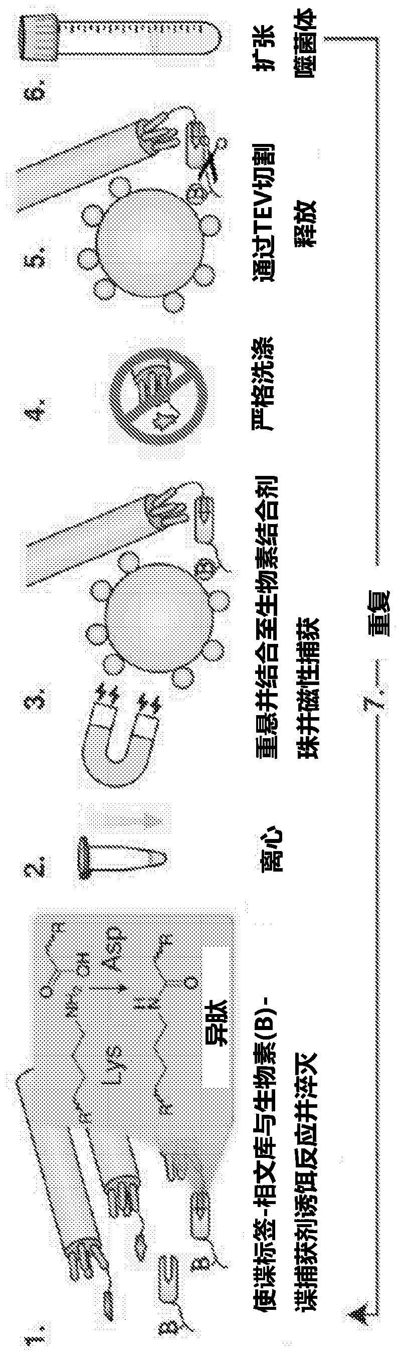 Proteins and peptide tags with enhanced rate of spontaneous isopeptide bond formation and uses thereof