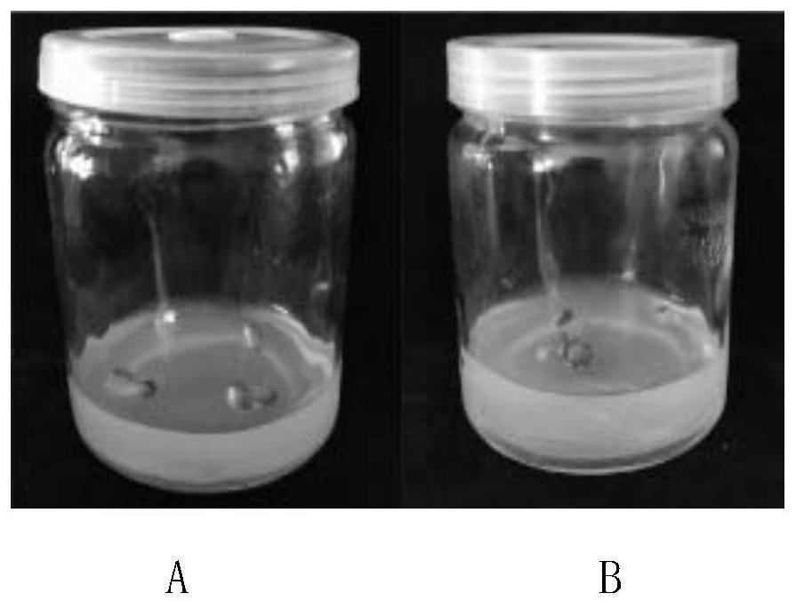 Application of R1R6 genotype apple as receptor material in preparation of red pulp transgenic apple