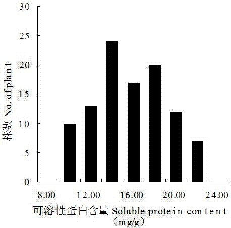 Molecular markers and qtl localization of soluble protein content in strong winter Chinese cabbage